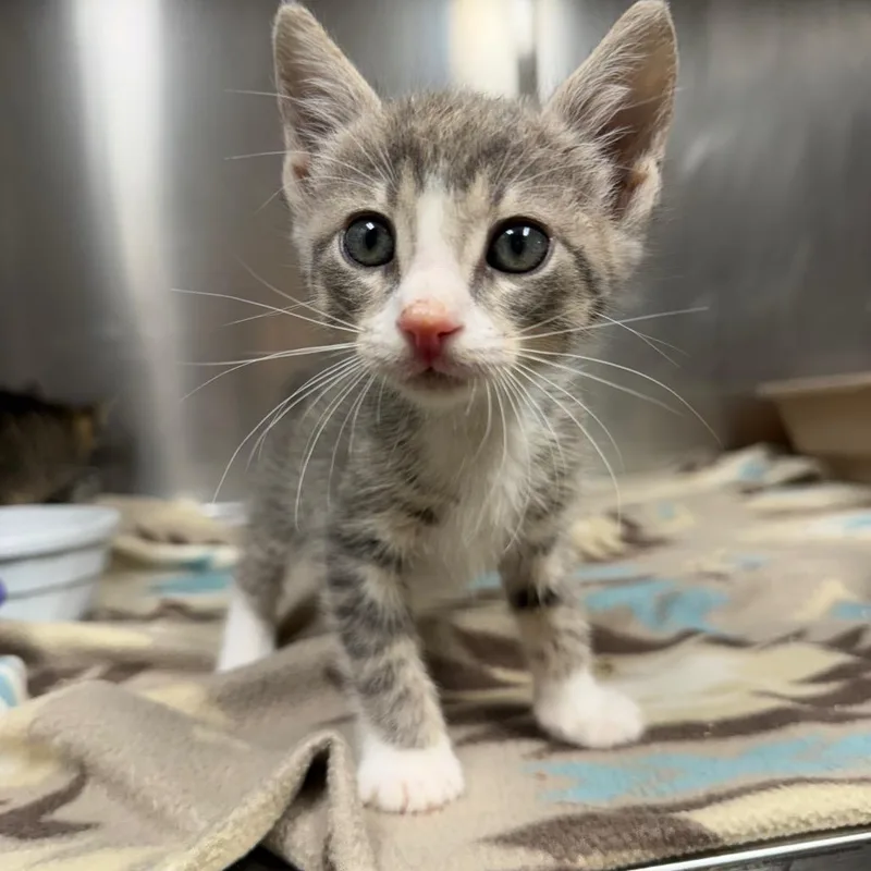 A baby small-sized male Gray / Blue / Silver Domestic Short Hair cat named Albus for adoption in Bryan, TX