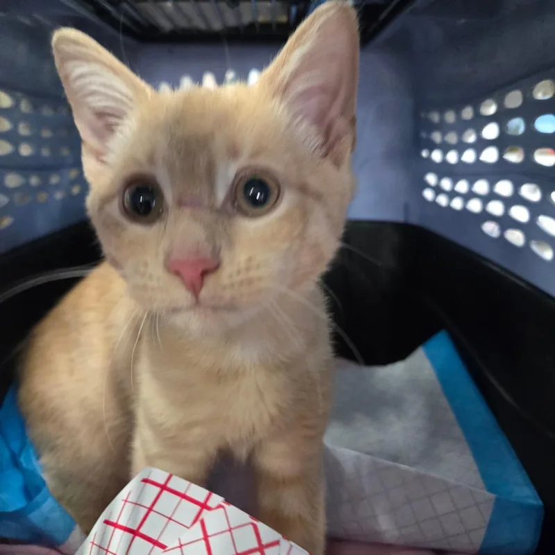 A baby small-sized male Buff / Tan / Fawn Domestic Short Hair cat named Bullwinkle for adoption in Newark, NJ