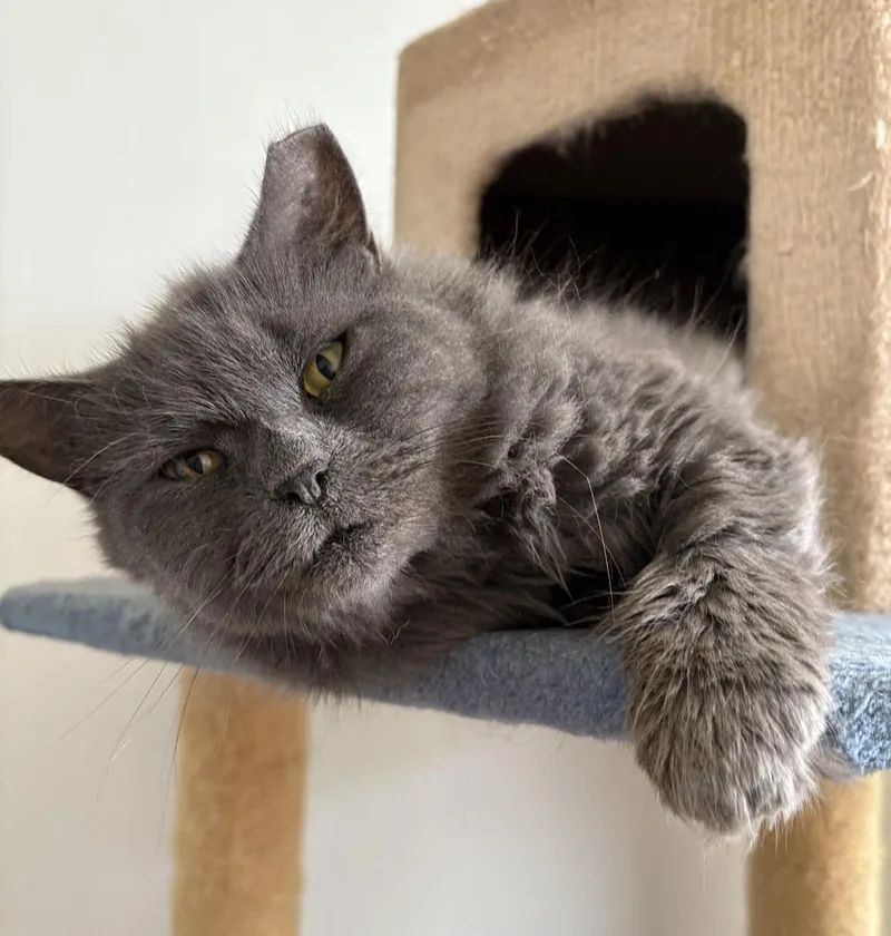 Prosperity thumbnail 4