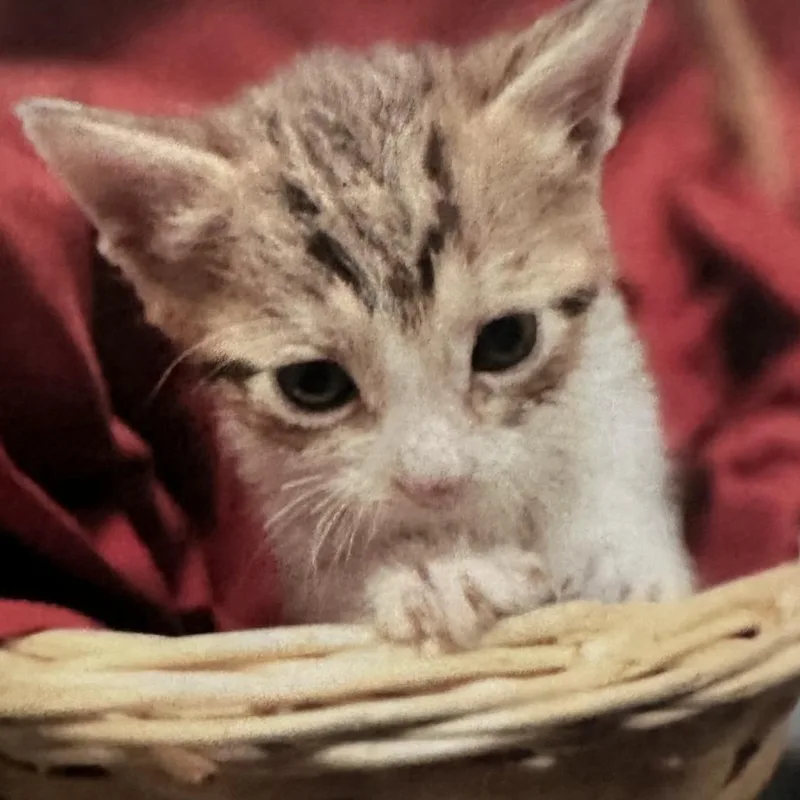 A baby small-sized female Brown / Chocolate Domestic Short Hair cat named Dolce for adoption in Los Angeles, CA
