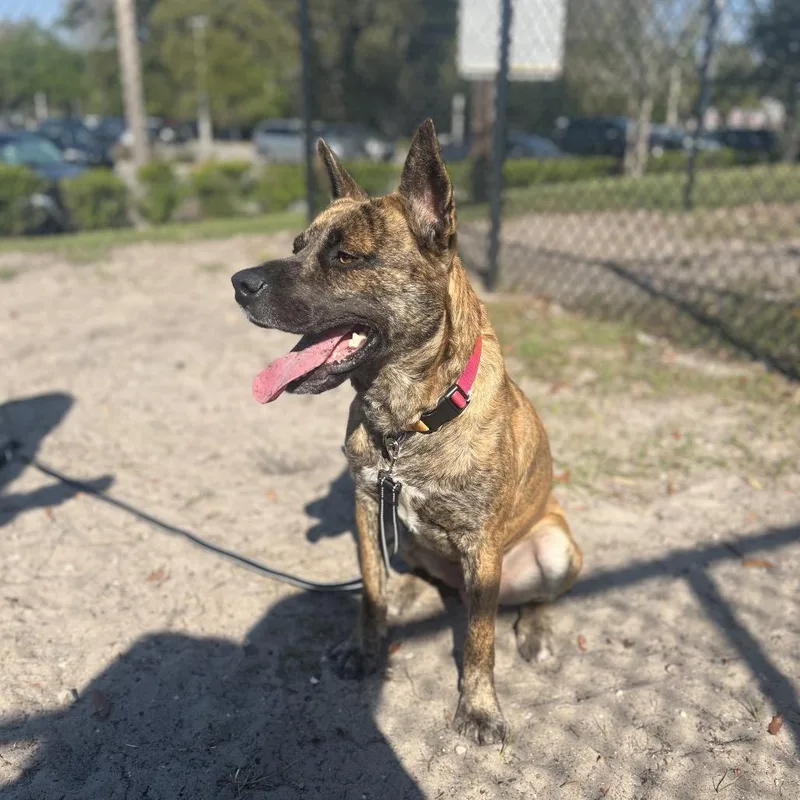 Prince Charming thumbnail 3