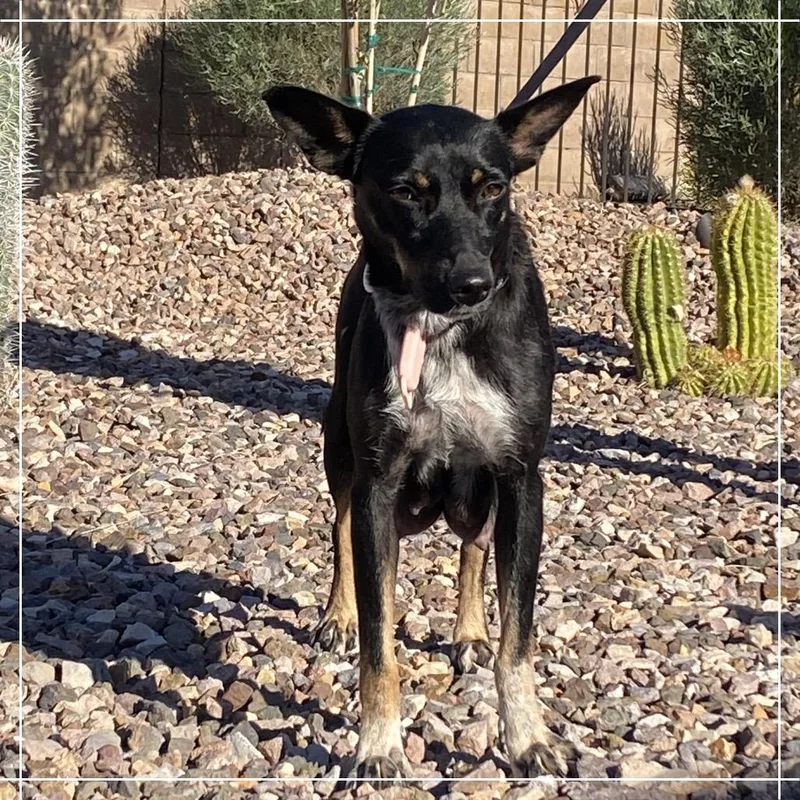 An adult medium-sized female Black Australian Kelpie dog named Holly for adoption in Chandler, AZ