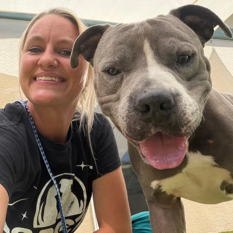 A senior large-sized male Gray / Blue / Silver Mixed Breed dog named Zeus for adoption in Titusville, FL