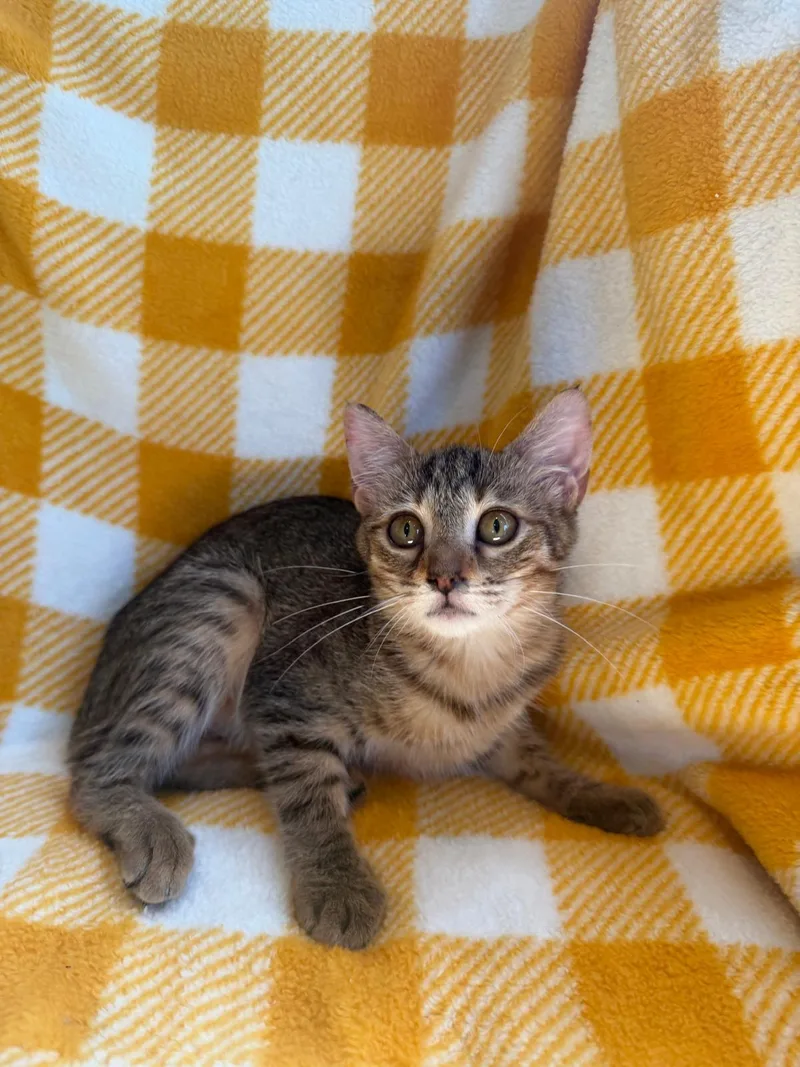 A young medium-sized female Domestic Short Hair cat named Carla for adoption in Pompano Beach, FL