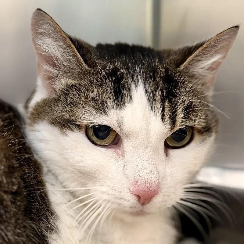 An adult medium-sized female Tabby (Brown / Chocolate) Domestic Short Hair cat named Oaklynn for adoption in Jackson, NJ