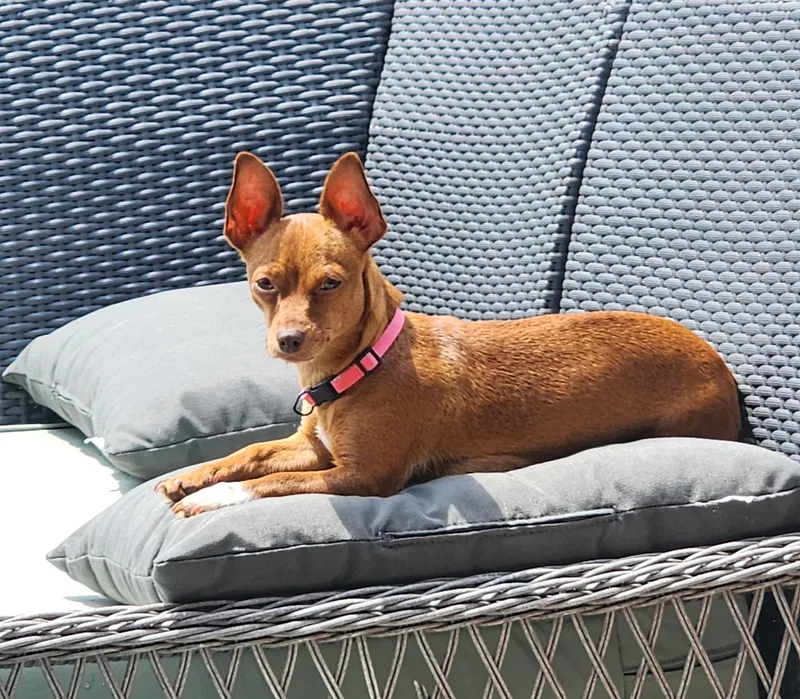An adult small-sized female Yellow / Tan / Blond / Fawn Chihuahua dog named Reeses for adoption in Houston, TX