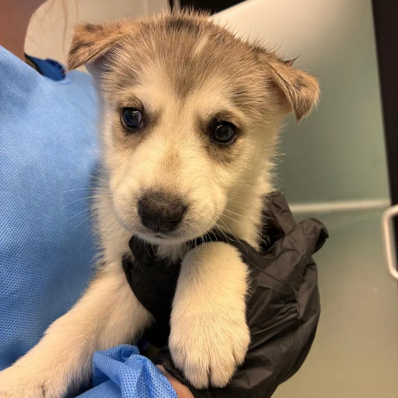 A baby medium-sized male White / Cream Catahoula Leopard Dog dog named Surf for adoption in Abilene, TX