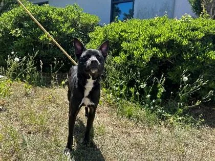 An adult medium-sized female Labrador Retriever dog named Kiddie for adoption in Savannah, GA