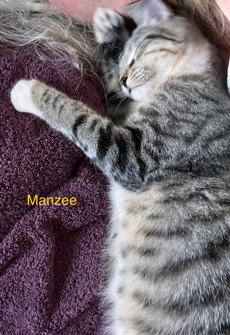 An adult medium-sized male Tabby (Gray / Blue / Silver) Domestic Short Hair cat named Manzee for adoption in Moreno Valley, CA