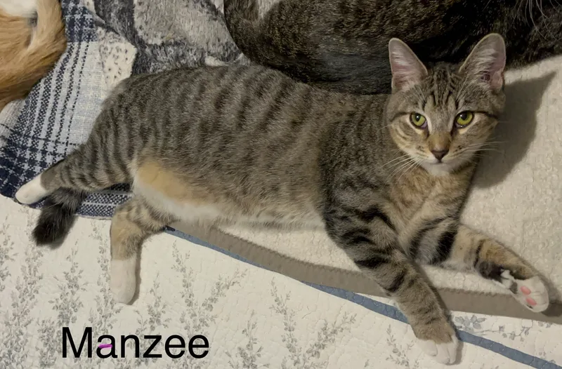 Manzee thumbnail 3