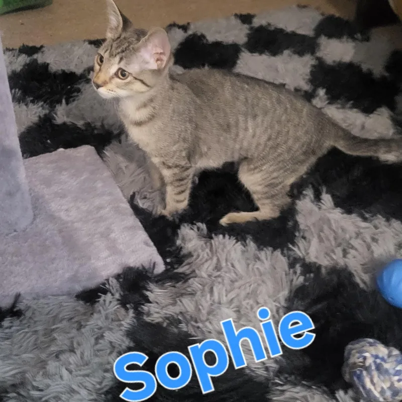 Sophie thumbnail 2