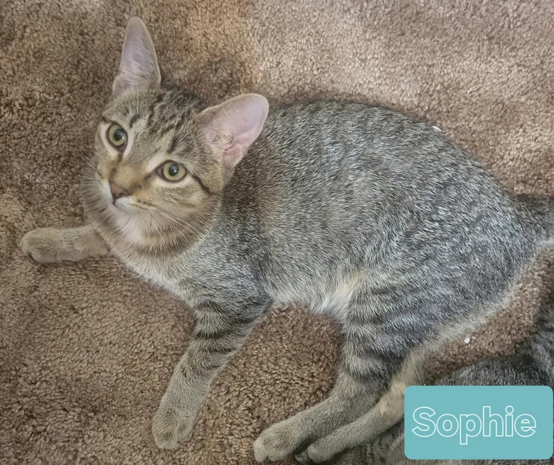 Sophie thumbnail 3