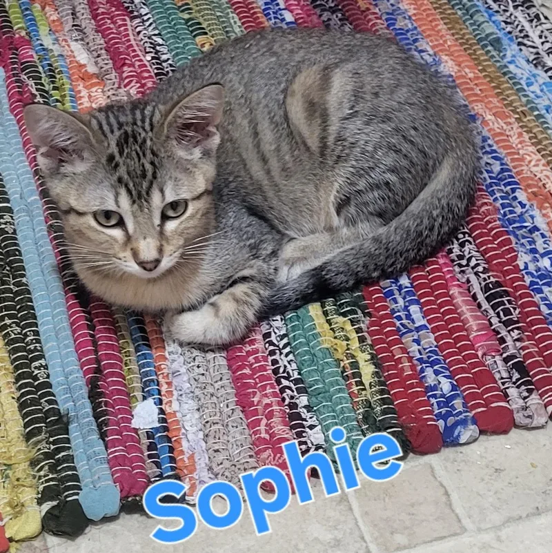 Sophie thumbnail 5