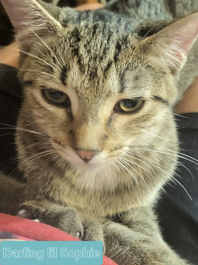 Sophie