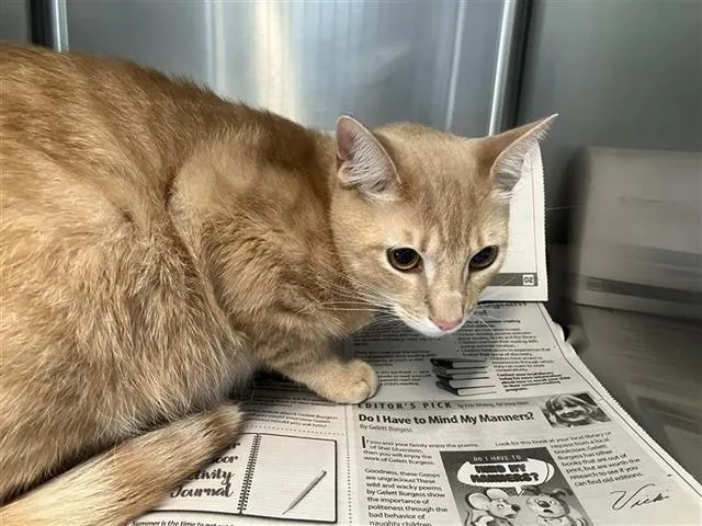 A young small-sized male Domestic Short Hair cat named Milo for adoption in San Antonio, TX