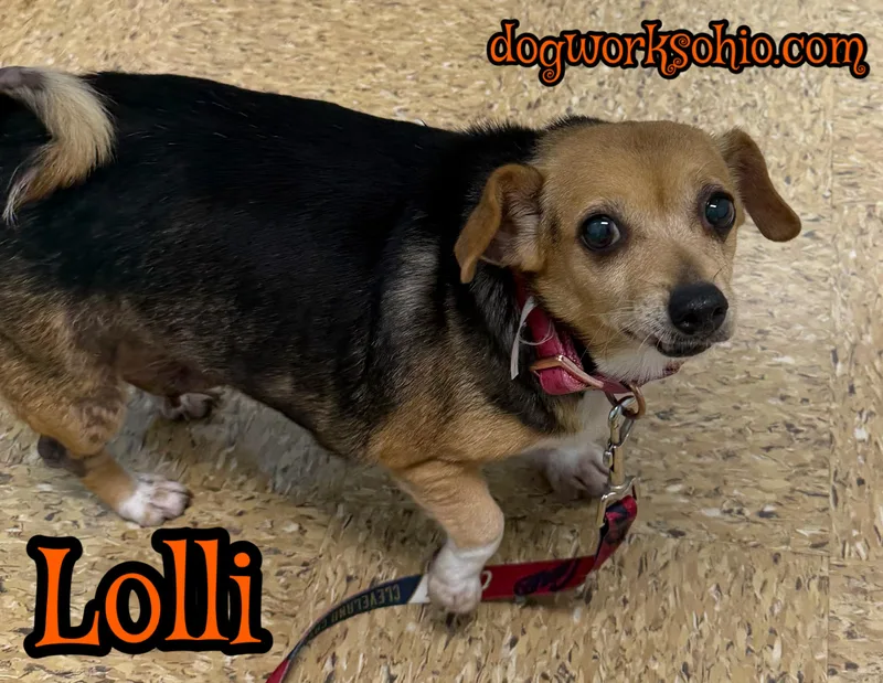 A senior small-sized female Tricolor (Brown, Black, & White) Chihuahua dog named Lolli for adoption in Toledo, OH