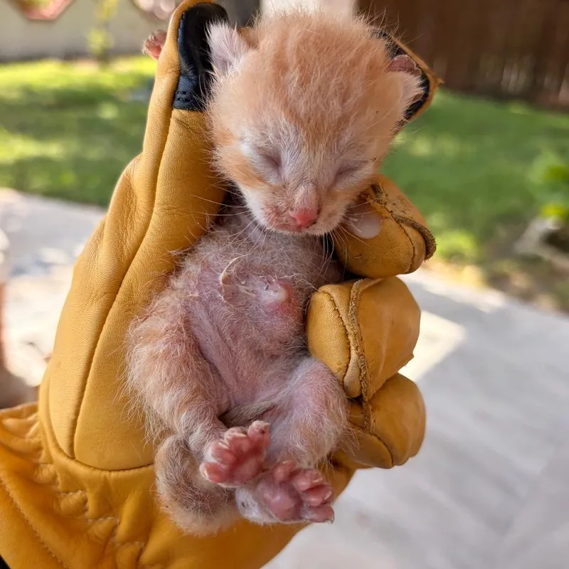 A baby small-sized male Orange / Red Domestic Short Hair cat named Dutch for adoption in Edinburg, TX