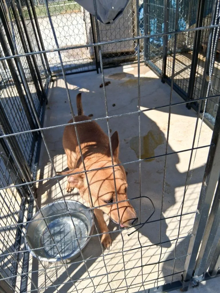 An adult medium-sized female Mixed Breed dog named Sassy for adoption in Brownwood, TX