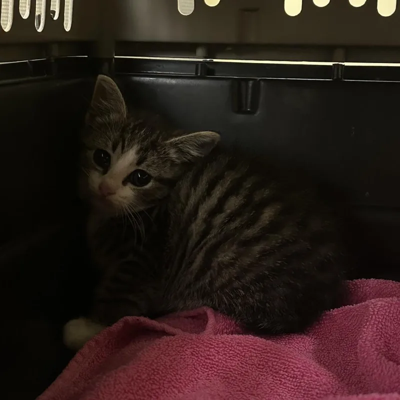 A baby small-sized male Gray / Blue / Silver Domestic Short Hair cat named Chili for adoption in Lynchburg, VA