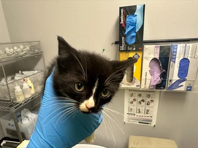 A baby small-sized female Domestic Short Hair cat named Smith for adoption in Kent, WA