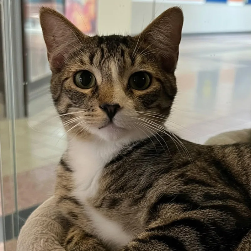 A young medium-sized male Domestic Short Hair cat named Alfie for adoption in Blasdell, NY