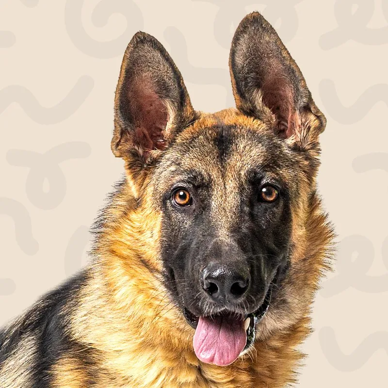 A young large-sized male German Shepherd Dog dog named Draco for adoption in Reno, NV