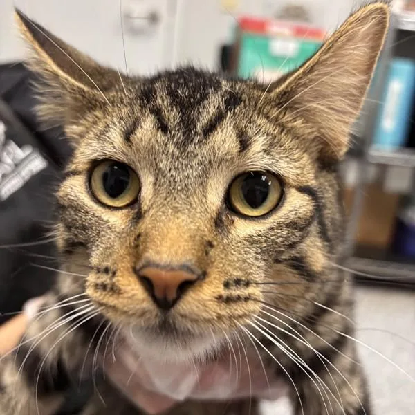 A young small-sized male Domestic Short Hair cat named Theodore for adoption in Des Moines, IA