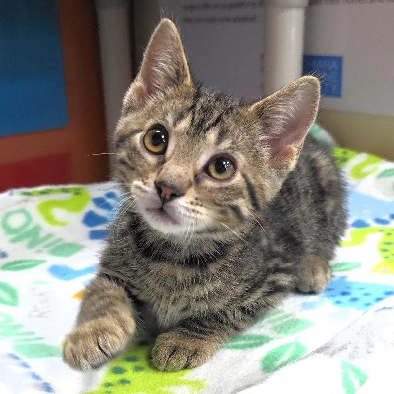 A baby small-sized male Brown / Chocolate Domestic Short Hair cat named Almond for adoption in Michigan City, IN