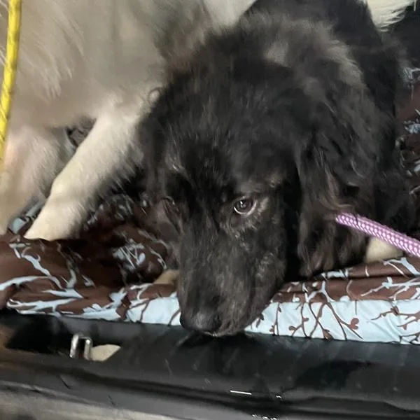 A young large-sized female Great Pyrenees dog named Toledo for adoption in Des Moines, IA
