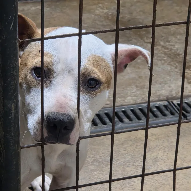 A young medium-sized male White / Cream American Staffordshire Terrier dog named Barracuda for adoption in Anderson, TX