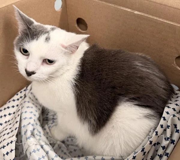 An adult medium-sized female Domestic Short Hair cat named Marshmallow for adoption in Ridgewood, NY