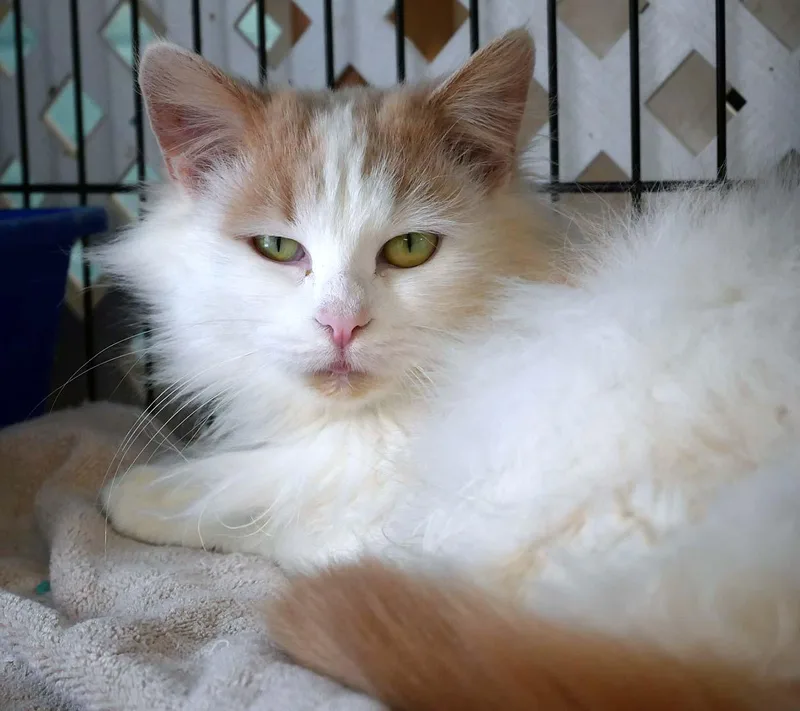 A young small-sized female Buff & White Domestic Long Hair cat named Apricot for adoption in Bloomingdale, NJ