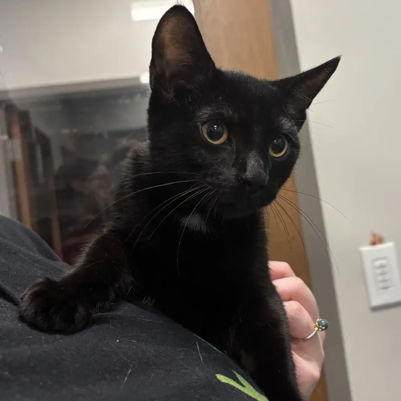 A baby small-sized male Black Domestic Short Hair cat named Schneese for adoption in Wilmington, DE