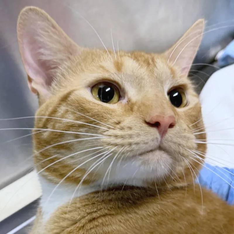 An adult large-sized male Orange / Red Domestic Short Hair cat named Goldfish for adoption in Providence, RI