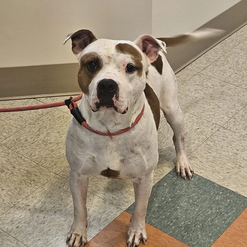 An adult large-sized male Brown / Chocolate American Staffordshire Terrier dog named Mole for adoption in Bluffton, IN
