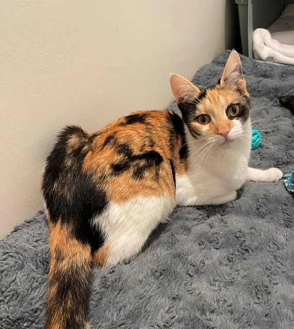 An adult medium-sized female Calico Domestic Short Hair cat named Credence for adoption in Little Falls, NJ