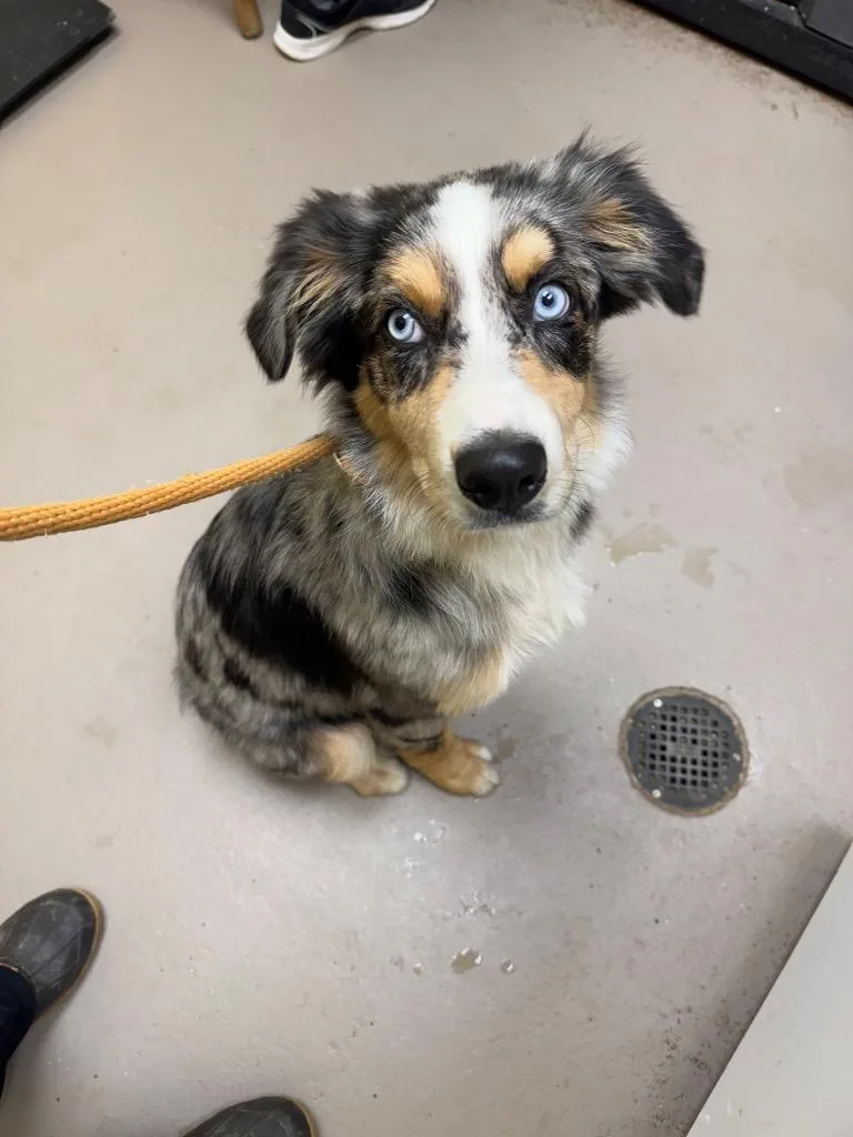 A baby medium-sized male Australian Shepherd dog named Kennedy for adoption in Crossville, TN
