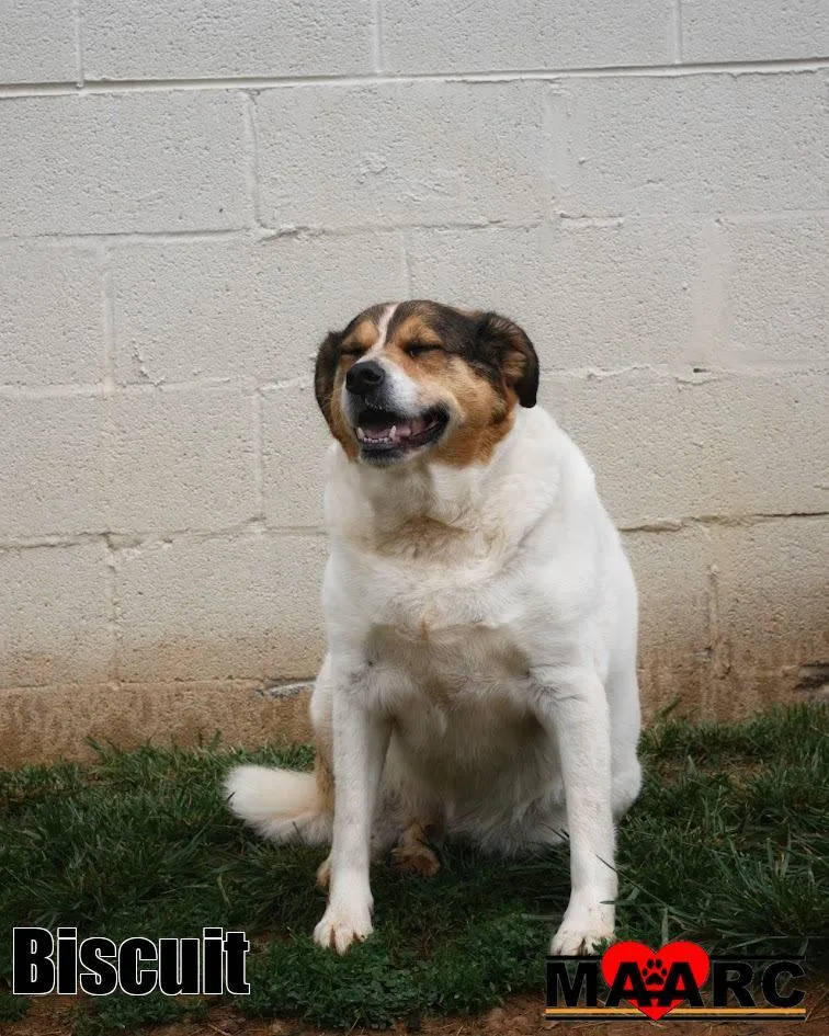 Biscuit