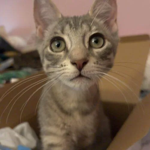 A baby small-sized female Tabby (Gray / Blue / Silver) Domestic Short Hair cat named Sasha for adoption in Tampa, FL