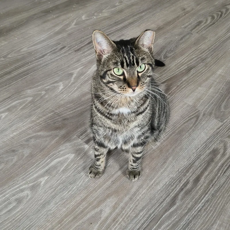 A young large-sized male Tabby (Brown / Chocolate) Domestic Short Hair cat named Lee for adoption in Cincinnati, OH