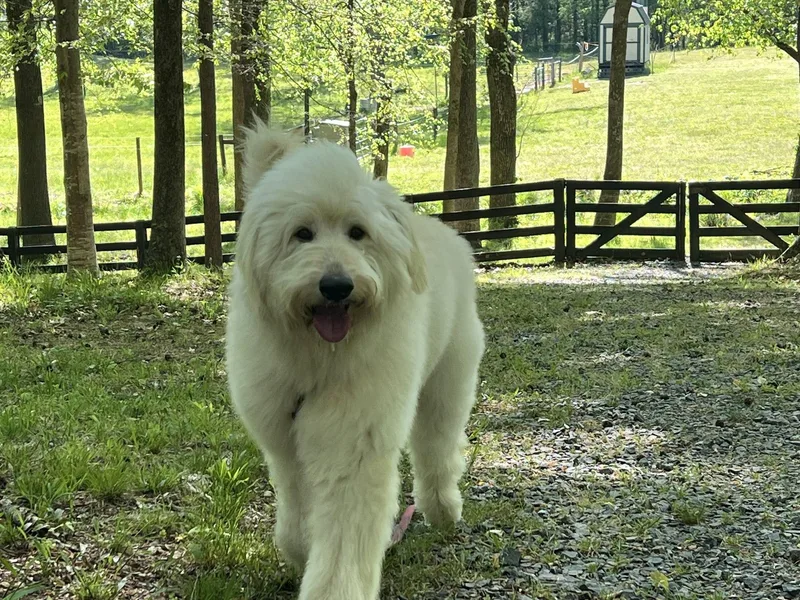 An adult large-sized male Great Pyrenees dog named Benny for adoption in Mount Pleasant, NC