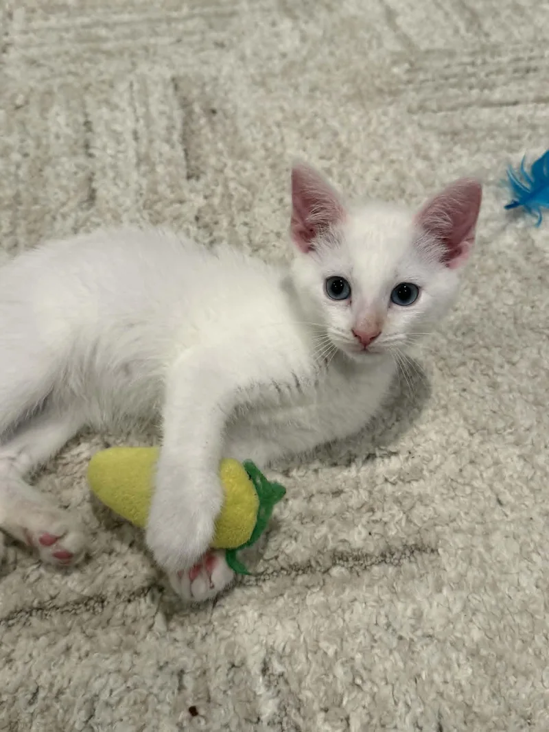 A baby medium-sized male White Siamese cat named Pico for adoption in Overland Park, KS