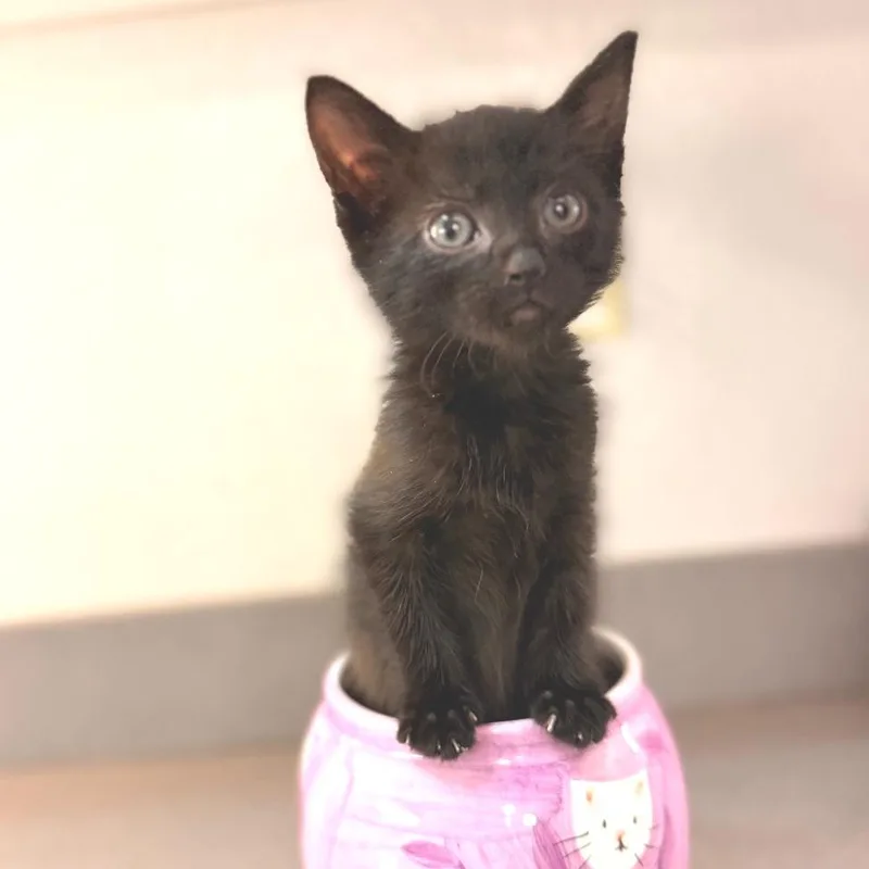 A baby small-sized male Domestic Medium Hair cat named Squidward for adoption in Commerce City, CO