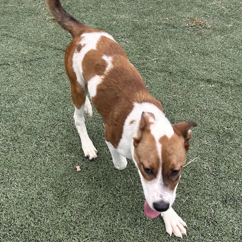 An adult medium-sized male Brown / Chocolate Mixed Breed dog named Kobe for adoption in Vassalboro, ME