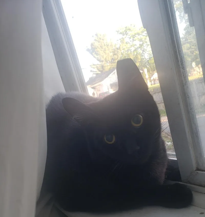 A young medium-sized male Black Domestic Short Hair cat named Kash for adoption in Lemoyne, PA