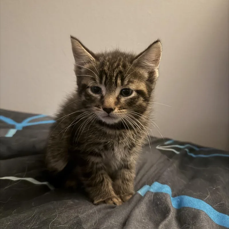 A baby small-sized male Brown / Chocolate Domestic Short Hair cat named Hector for adoption in Hamburg, NY