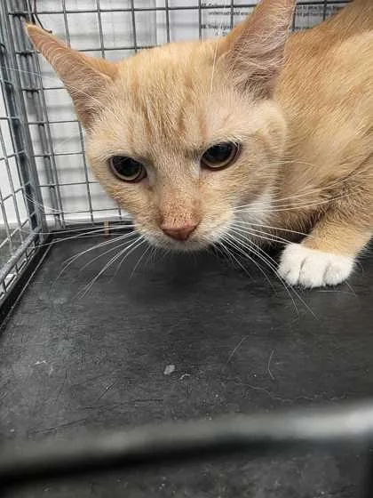 A young medium-sized male Domestic Short Hair cat named Fuego for adoption in Sevierville, TN