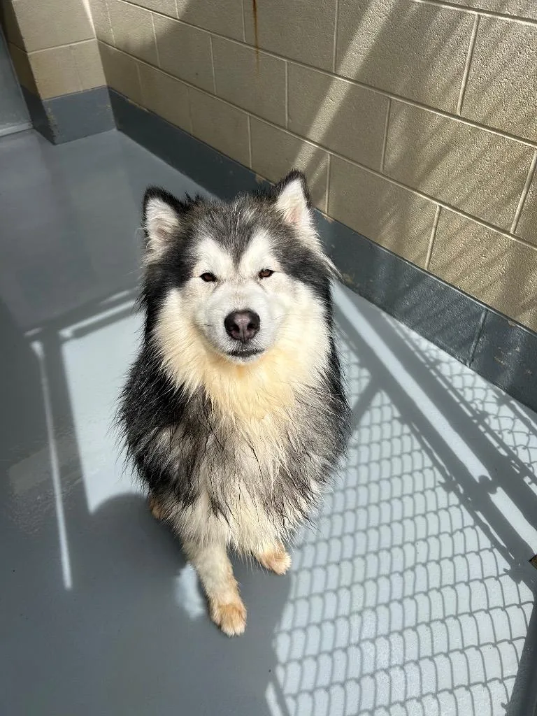 A young medium-sized male Husky dog named Milo for adoption in Johnson City, TN