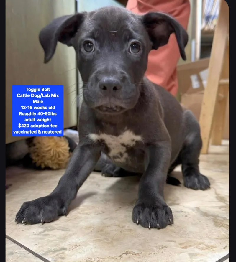 A baby medium-sized male Cattle Dog dog named Toggle Bolt for adoption in Oviedo, FL