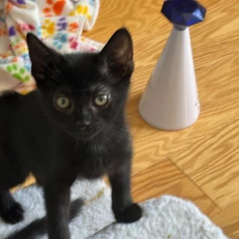 A baby small-sized male Black Domestic Short Hair cat named Brooster for adoption in Chicago, IL